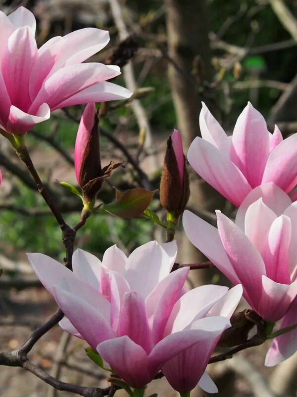 Магнолия гибридная Хэвен Сент (Magnolia 'Heaven Scent')