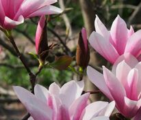 Магнолия гибридная Хэвен Сент (Magnolia 'Heaven Scent')