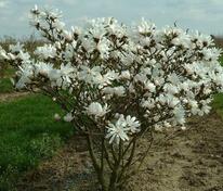 Магнолия звездчатая (Magnolia stellata)
