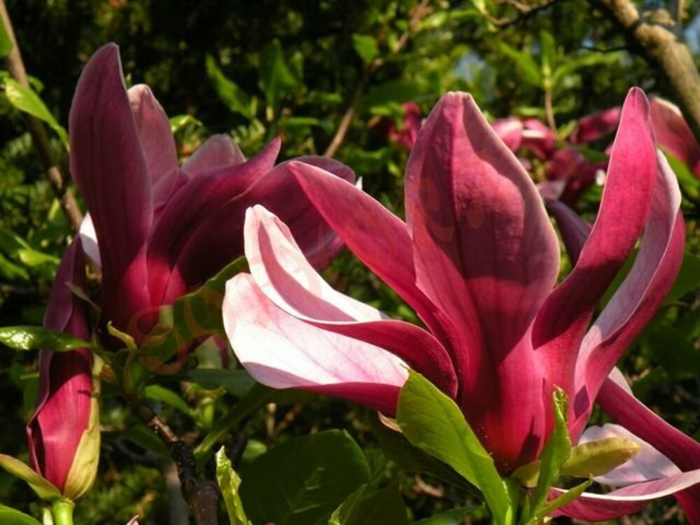 Магнолия лилиецветная Нигра (Magnolia liliiflora 'Nigra')