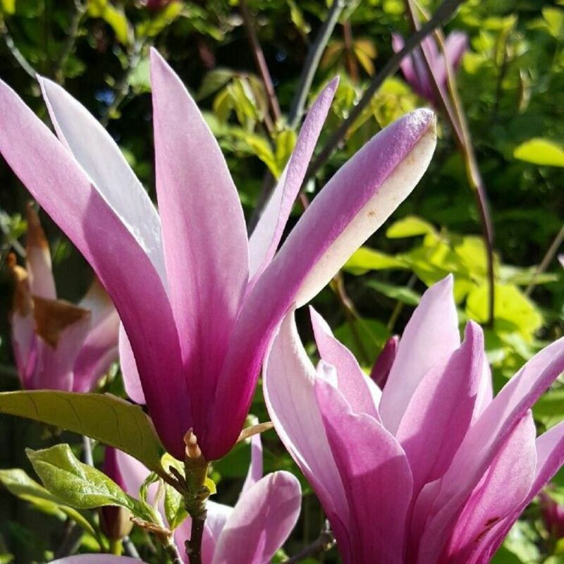 Магнолия лилиецветная Нигра (Magnolia liliiflora 'Nigra')