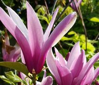 Магнолия лилиецветная Нигра (Magnolia liliiflora 'Nigra')