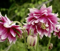 Аквилегия Нора Барлоу (Aquilegia 'Nora Barlow')