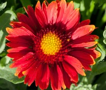 Гайлардия Аризона Ред Шейдес (Gaillardia x grandiflora 'Arizona Red Shades')