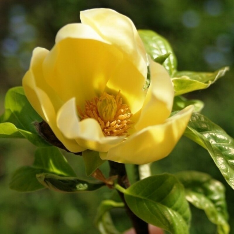 Магнолия обнаженная "Yellow River" (Еллоу Ривер)