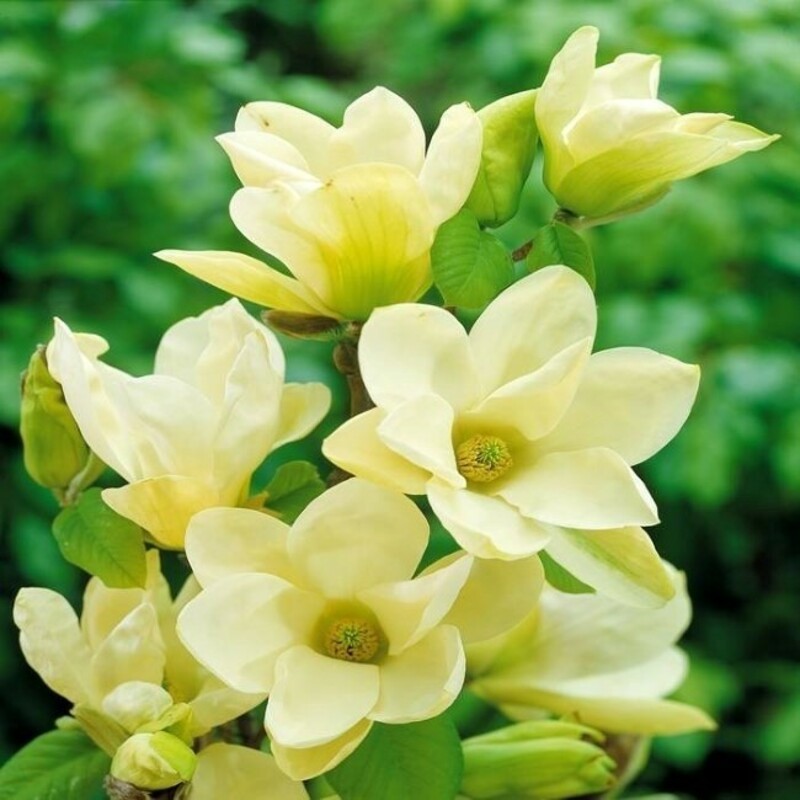 Магнолия обнаженная Еллоу Ривер (Magnolia denudata 'Yellow River')