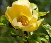 Магнолия обнаженная Еллоу Ривер (Magnolia denudata 'Yellow River')