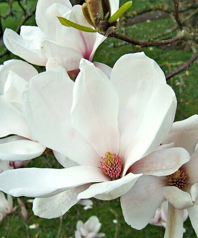 Магнолия суланжа Альба Суперба (Magnolia x soulangeana 'Alba Superba')