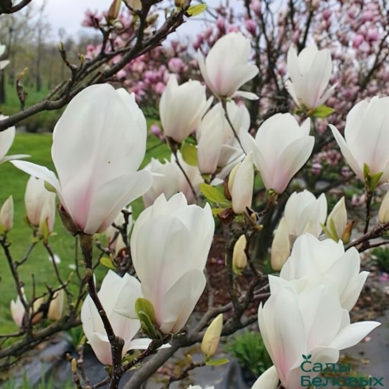 Магнолия суланжа Альба Суперба (Magnolia x soulangeana 'Alba Superba')