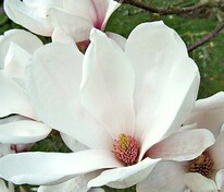 Магнолия суланжа Альба Суперба (Magnolia x soulangeana 'Alba Superba')
