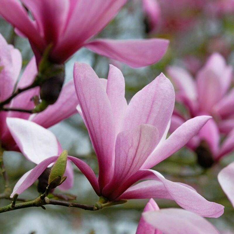 Магнолия суланжа Гелакси (Magnolia x soulangeana 'Galaxy')