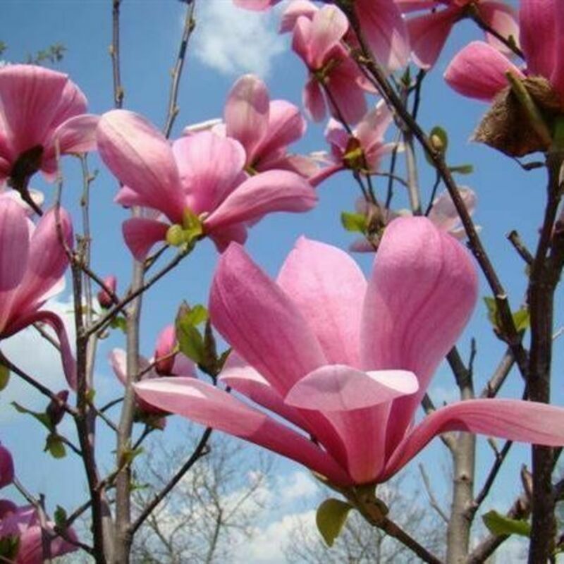 Магнолия суланжа Гелакси (Magnolia x soulangeana 'Galaxy')