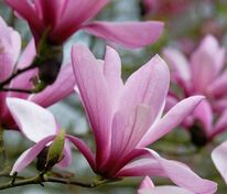 Магнолия суланжа Гелакси (Magnolia x soulangeana 'Galaxy')