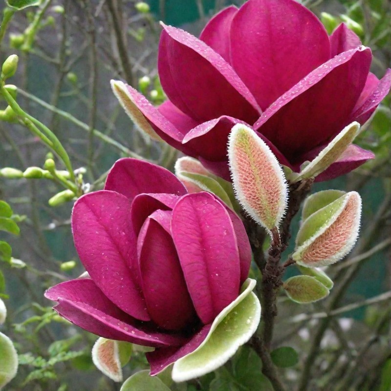 Магнолия суланжа Джени (Magnolia x soulangeana 'Genie')