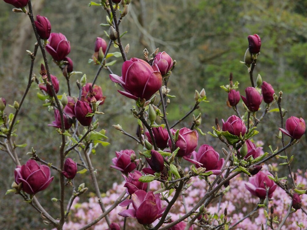 Магнолия суланжа Джени (Magnolia x soulangeana 'Genie')