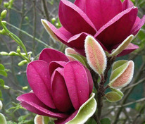 Магнолия суланжа Джени (Magnolia x soulangeana 'Genie')