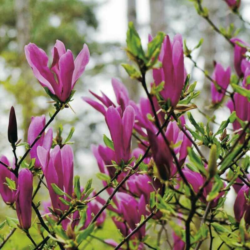 Магнолия Сьюзан (Magnolia 'Susan')