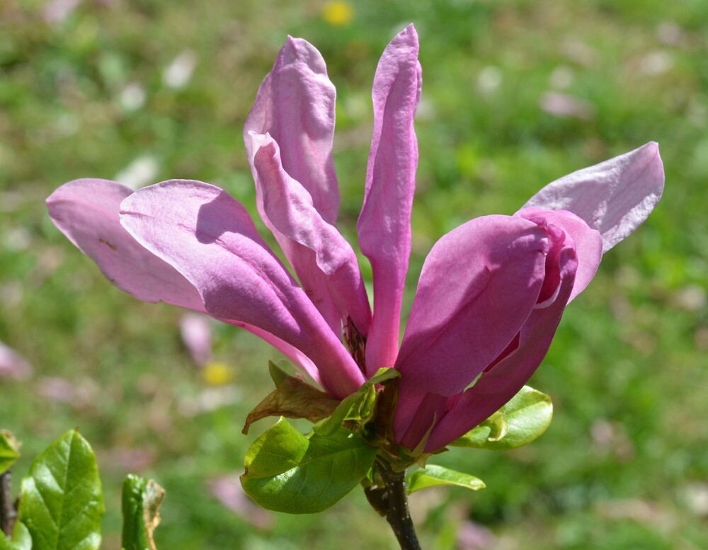 Магнолия Сьюзан (Magnolia 'Susan')