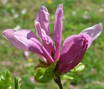 Магнолия "Susan" (Сьюзан)