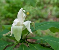 Магнолия трёхлепестная (Magnolia Tripetala)