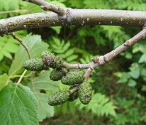 Ольха Шпета (Alnus x spaethii)