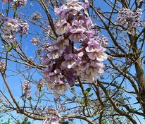 Павловния войлочная (Paulownia tomentosa)