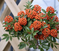 Пираканта (Pyracantha)