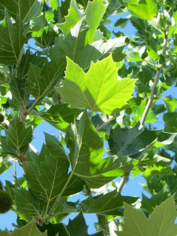 Платан клёнолистный Блудгуд (Platanus x acerifolia 'Bloodgood')