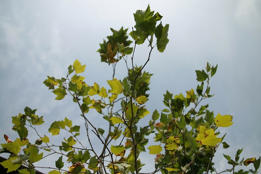 Платан клёнолистный Блудгуд (Platanus x acerifolia 'Bloodgood')