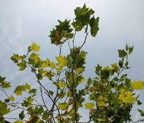 Платан клёнолистный Блудгуд (Platanus x acerifolia 'Bloodgood')