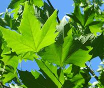 Платан клёнолистный Колумбия (Platanus x acerifolia 'Columbia')