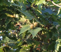 Платан клёнолистный Экскламейшн (Platanus x acerifolia 'Exclameition')