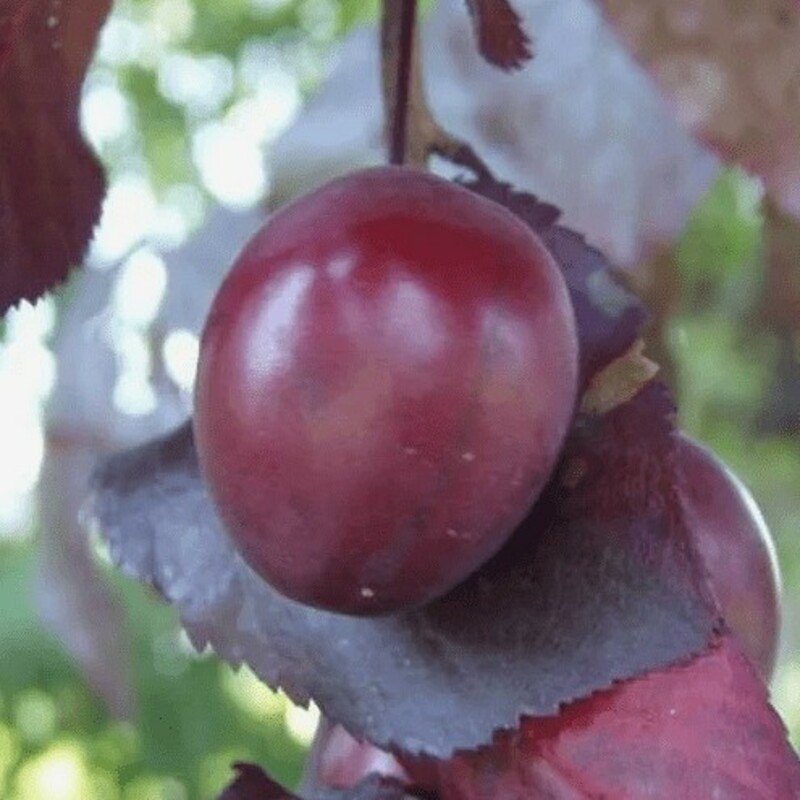 Слива растопыренная Нигра (Prunus cerasifera 'Nigra')