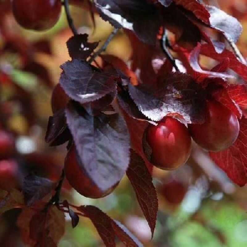 Слива растопыренная Нигра (Prunus cerasifera 'Nigra')