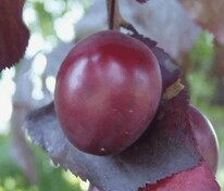 Слива растопыренная Нигра (Prunus cerasifera 'Nigra')