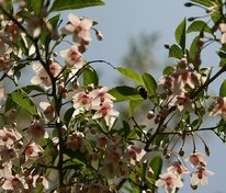Стиракс японский (Styrax japonicus)