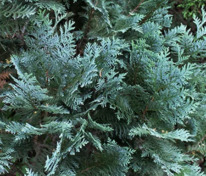 Кипарисовик Лавсона Алуми (Chamaecyparis lawsoniana 'Alumii')