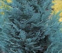 Кипарисовик Лавсона "Van Pelts Blu" (Ван Пелтс Блю)