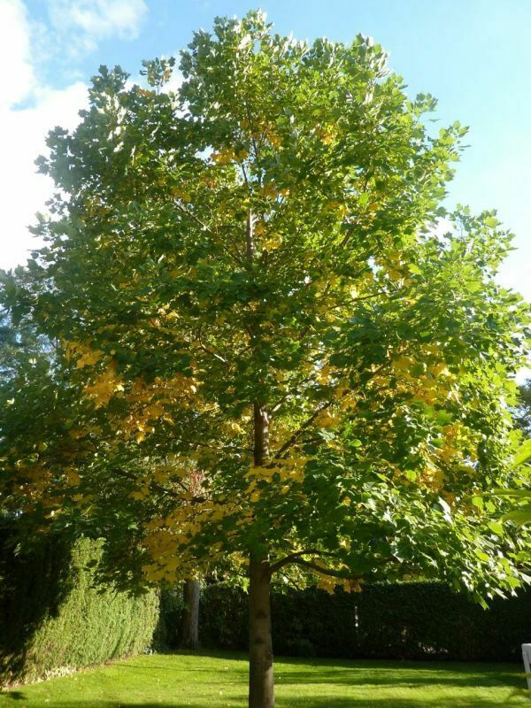 Лириодендрон тюльпановый Фастигиата (Liriodendron tulipifera 'Fastigiata') тюльпановое дерево