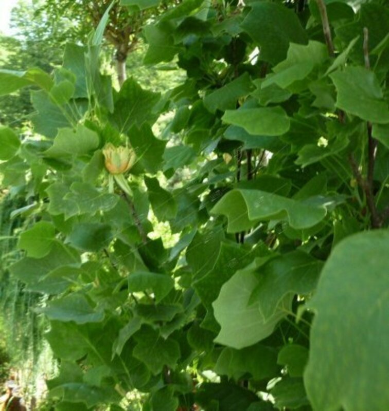 Лириодендрон тюльпановый Фастигиата (Liriodendron tulipifera 'Fastigiata') тюльпановое дерево