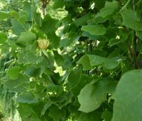 Лириодендрон тюльпановый Фастигиата (Liriodendron tulipifera 'Fastigiata') тюльпановое дерево