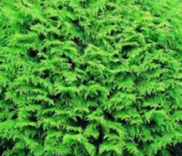 Кипарисовик Лавсона Глобоза (Chamaecyparis lawsoniana 'Globosa')