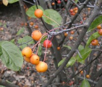 Яблоня ягодная "Columnaris" (Колумнарис)