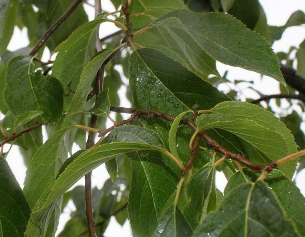 Эвкоммия вязолистная (Eucommia ulmoides)
