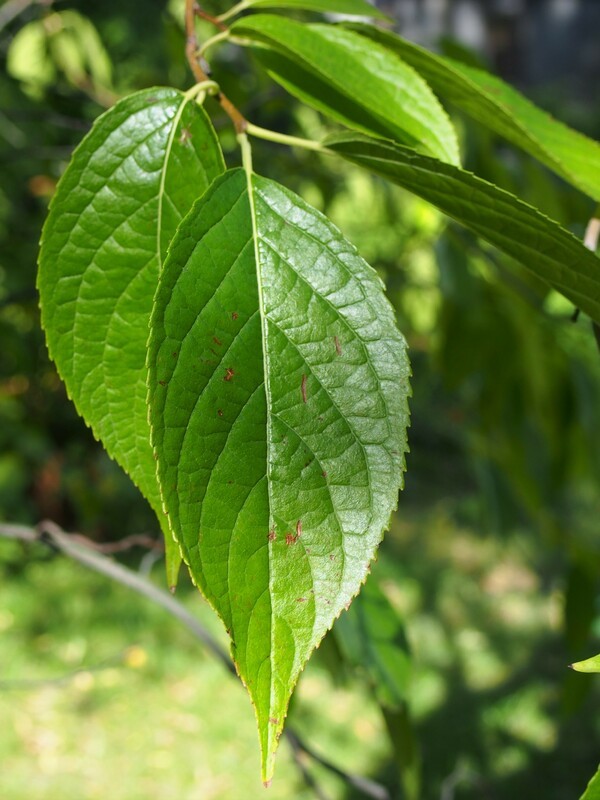 Эвкоммия вязолистная (Eucommia ulmoides)