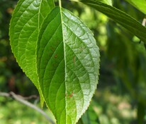 Эвкоммия вязолистная (Eucommia ulmoides)