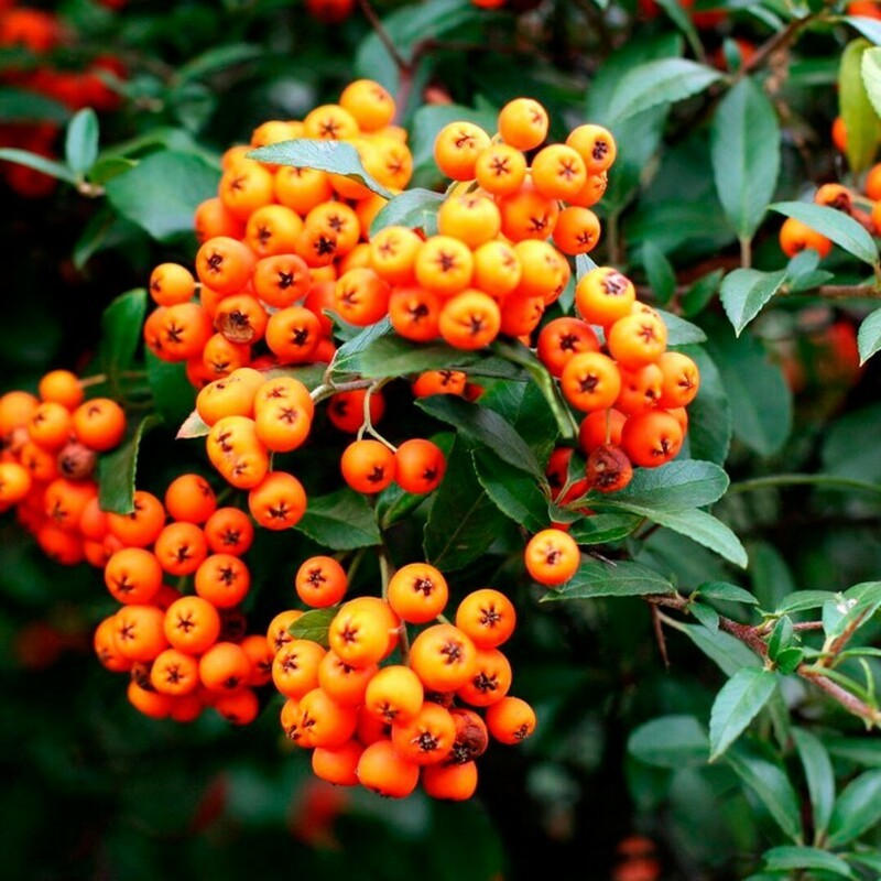 Пираканта Оранж Глоу (Pyracantha 'Orange Glow')
