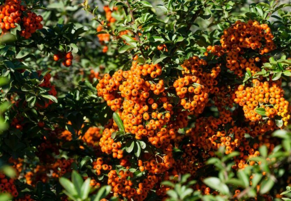 Пираканта Оранж Глоу (Pyracantha 'Orange Glow')