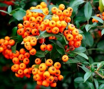 Пираканта Оранж Глоу (Pyracantha 'Orange Glow')