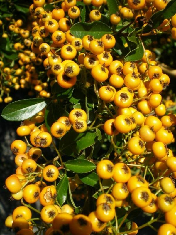 Пираканта Солей де Ор (Pyracantha 'Soleil d&rsquo;Or')